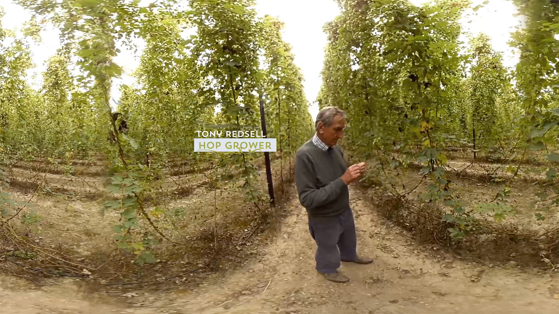 Hop grower Tony Redsell examining hops in a field surrounded by tall hop bines