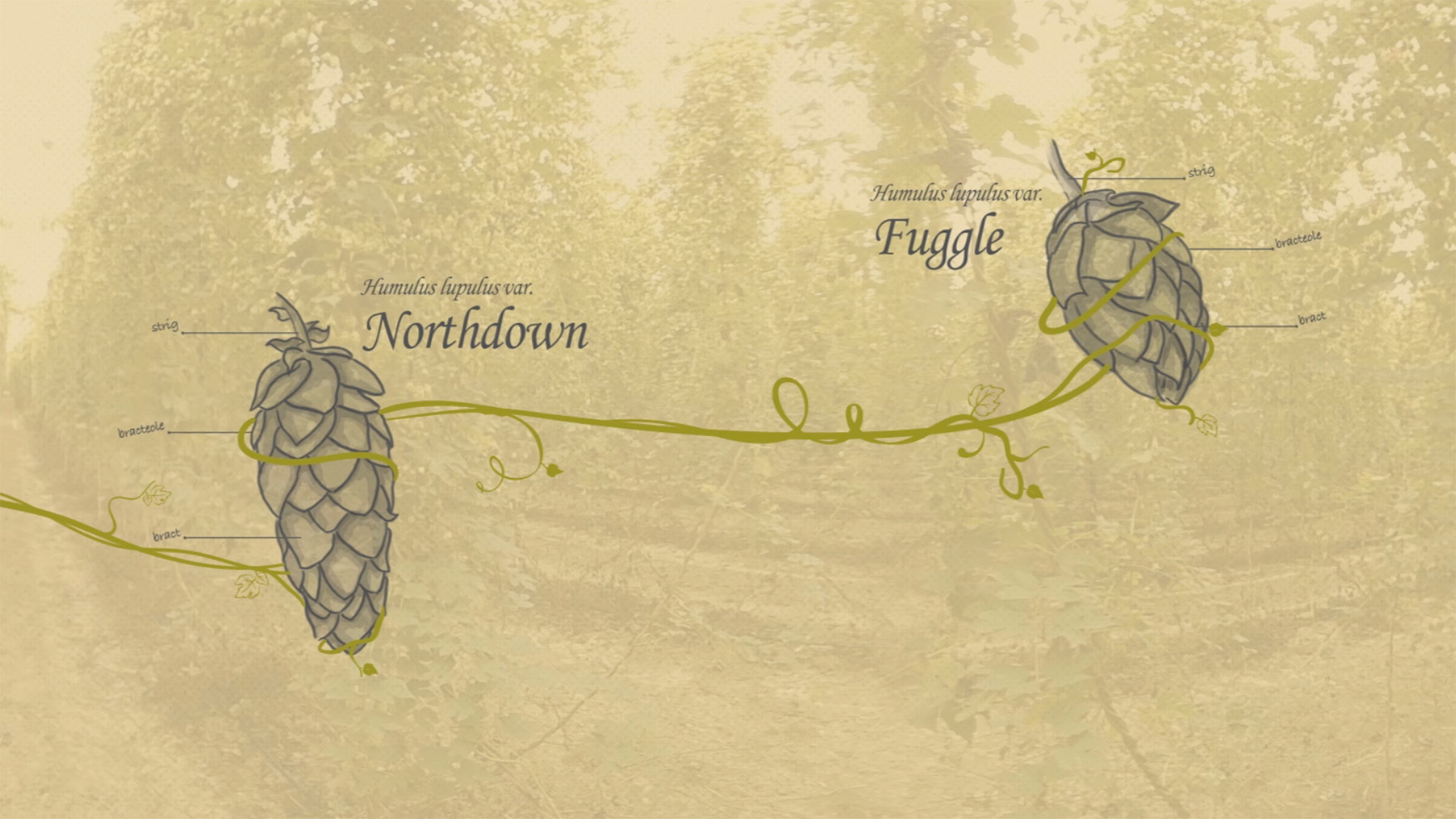 Botanical illustration comparing two hop cones with labelled parts against a hop field background