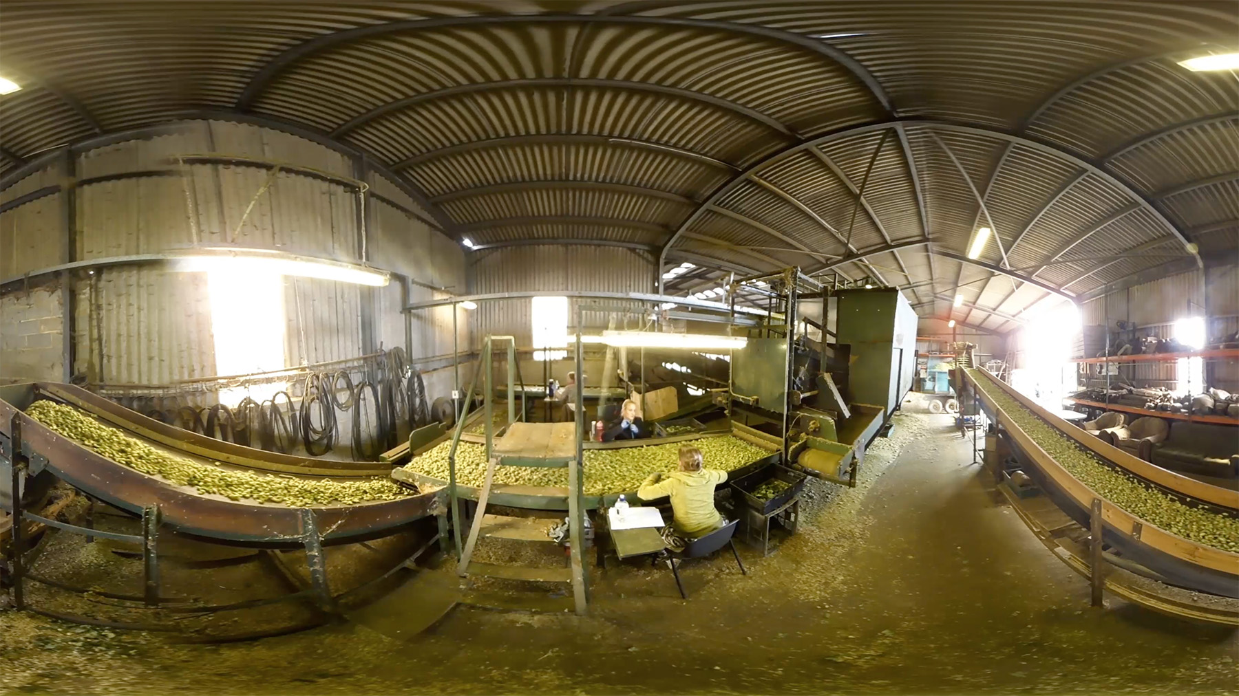 Workers sorting hops on a conveyor belt inside an agricultural processing facility